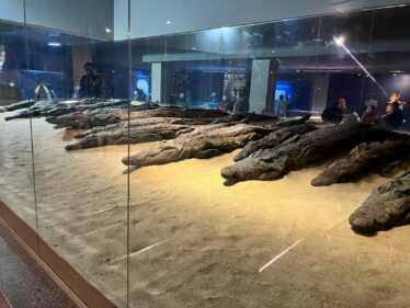 kom ombo temple crocodiles