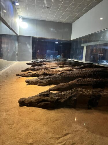 kom ombo temple museum