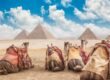 Cairo Day Tours | Travel